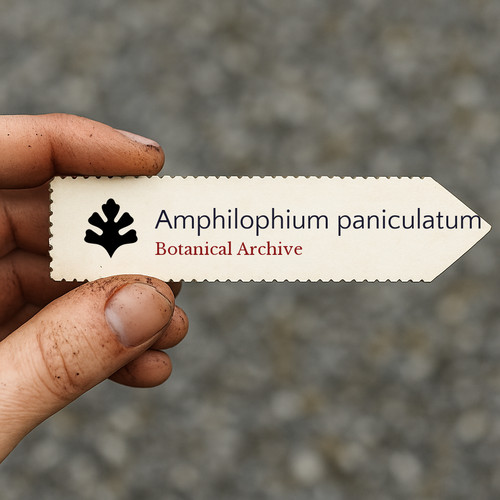 Amphilophium paniculatum - , |