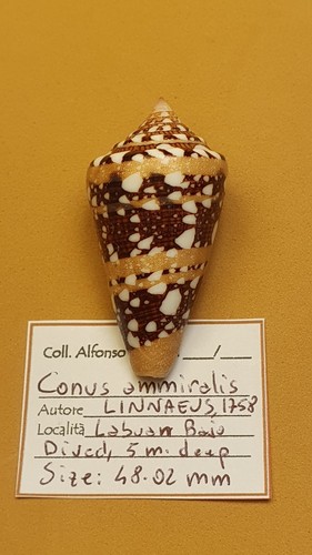 Conus ammiralis - conus,
