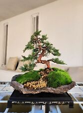 Bonsai di Ginepro Kishu su Lastra, Altezza 30cm.
