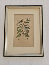 Antica stampa botanica