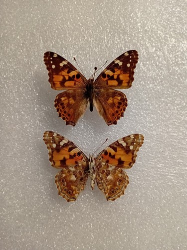 Vanessa cardui butterfly set - butterfly,
