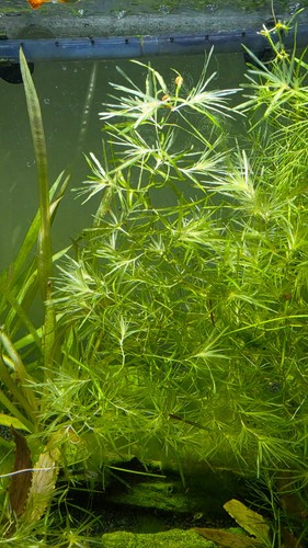 Najas guadalupensis guppy - najas, (guppy