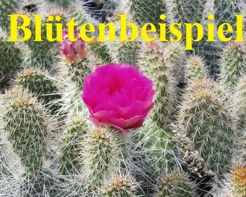 Opuntia polyacantha - , di