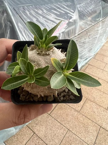 Pianta caudex alla moda - pianta, di