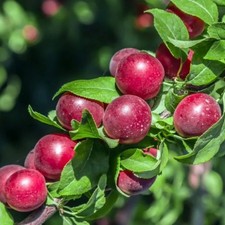 Pianta frutto susino - pianta,