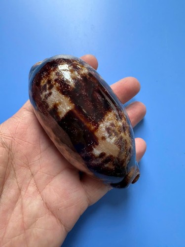 Cypraea testudinaria - 98,6,