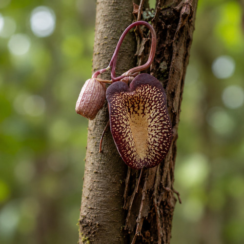 Aristolochia leuconeura seeds - aristolochia,