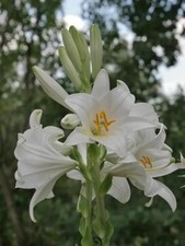 10 bulbi Giglio Di Sant'Antonio  profumato 40€ calibro circonfer. 12 /14 cm 