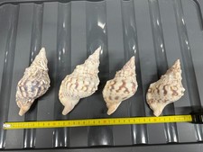 Charonia Tritonis Piccola - 11