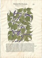 Stampa antica MATTIOLI