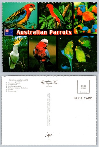 Cartolina pappagalli - cartolina,