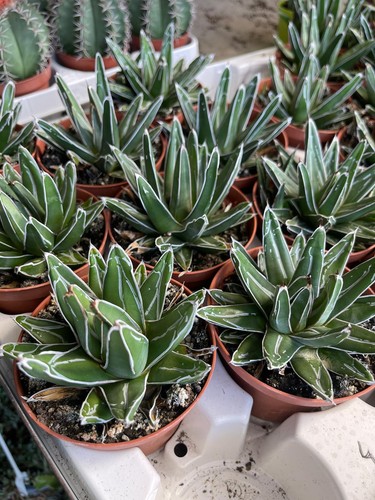 Agave regina vittoria - ,