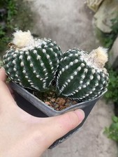 13,2 cm Multi teste Discocactus horstii piante di cactus succulente coltivazione semi WYSIWYG