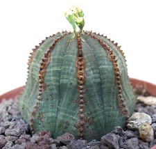 Euphorbia obesa (verde) SELEZIONATA with brown lines Z9ZL no variegated crested
