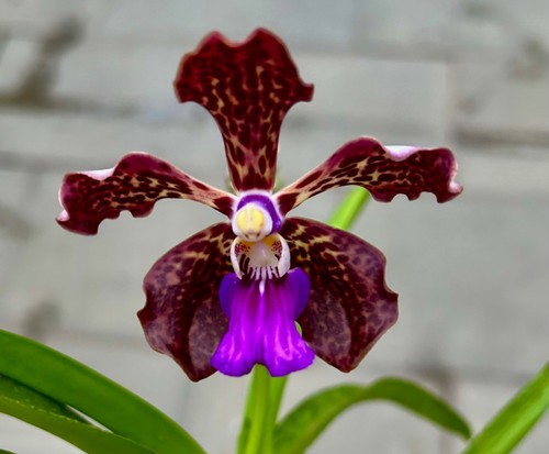 Vanda mystic leopard ibrido - leopard,
