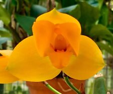 Lycaste Species macrobulbon profumo NUOVO orchidee Anguloa Vanda