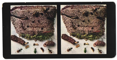 Fotografia stereo chromoplast - fotografia,