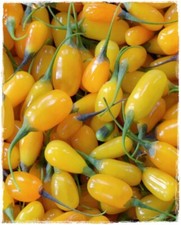 Pianta di GOJI GIALLO Lycium