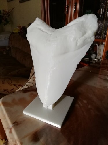 Dente megalodonte idea - megalodonte,