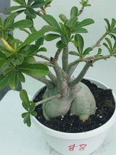 Adenium Obesum Caudex