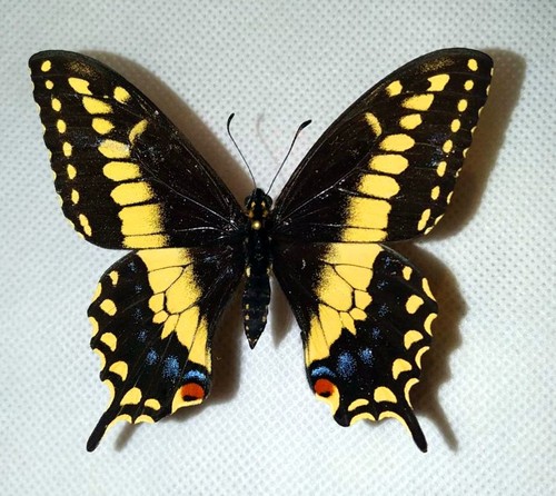 Papilio ibrido - papilio,