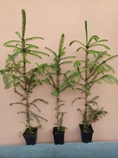 Picea abies Peccio Spruce