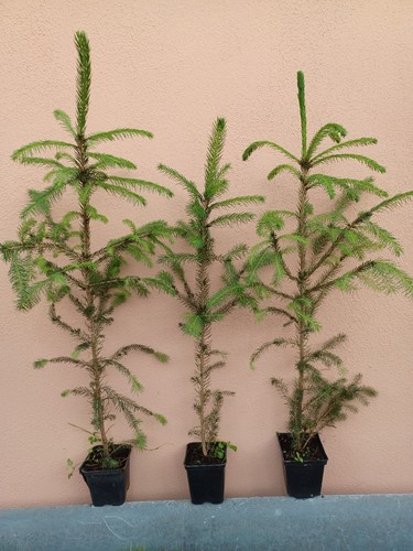 Picea abies peccio - picea,