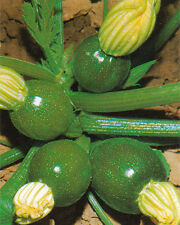 50 Zucchino TONDO di Piacenza PUMPKIN seeds semi sementi orto ortaggio vegetable