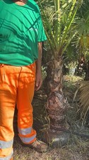 Palma washingtonia altezza - ,