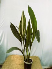 Aspidistra elatior Variegata  EXACT PLANT 22.9.6