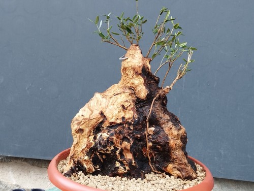 Bonsai olivastro 36x26cm - 36x26cm, in