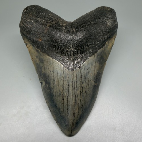 Dente squalo megalodon - dente,