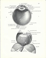 Stampa antica OCULISTICA