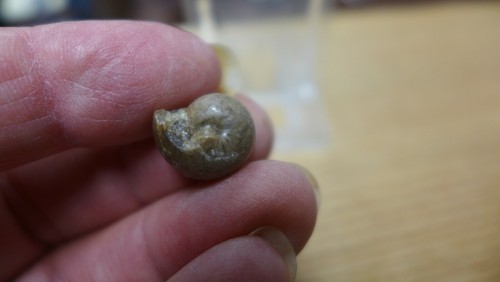 Imprese geologiche cefalopode - imprese,