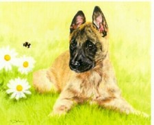 Pastore belga Malinois edizione limitata cucciolo stampa artistica perché così occupato? ULTIMO!