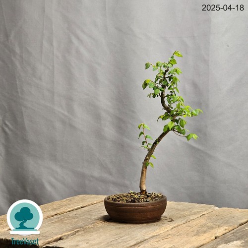 Bonsai ulmus minor - ulmus,