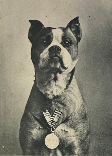 Cane pit bull terrier - cane,