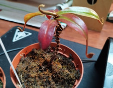 Pianta Carnivora Nepenthes