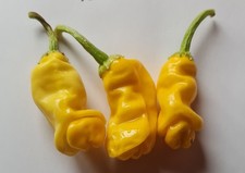 20 semi di Peperoncino Peter