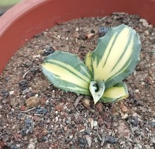 1pz 6-8cm Cactus Pianta