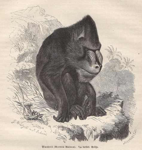 1883 brehms thierleben trapano - 1883,