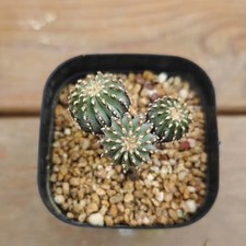 Geohintonia mexicana WYSIWYG Boutique radice propria