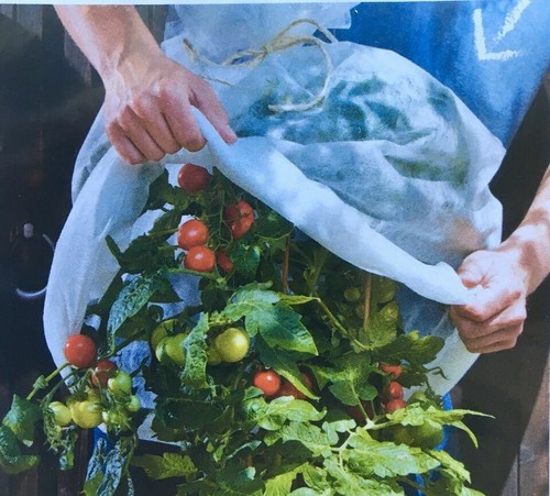 Cappa per pomodori serra - , 10