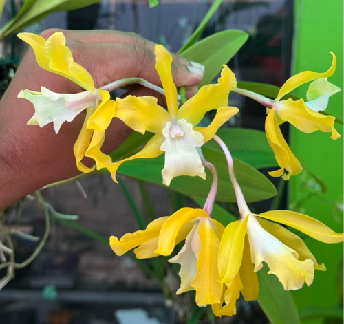 Orchidea cattleya inge - cattleya, lc.