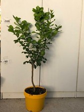 Pianta limone quattro - pianta, 4