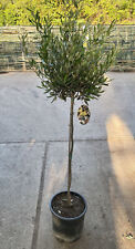 Ulivo Olivo "Olea europea" pianta alberello vaso ø22 cm h. 70/80 cm FOTO REALI