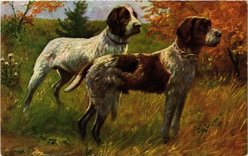 Cpa deutsch drahthaar dogs - deutsch,