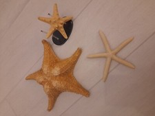 Lotto Stelle Marine Vere