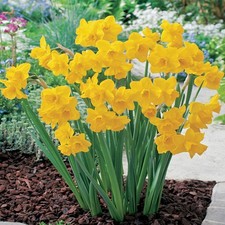 Narcisi bulbi di fiori cipolle fiori Narciso trombetta Quail 5 pz.