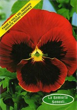 100 semi pansè - semi, del